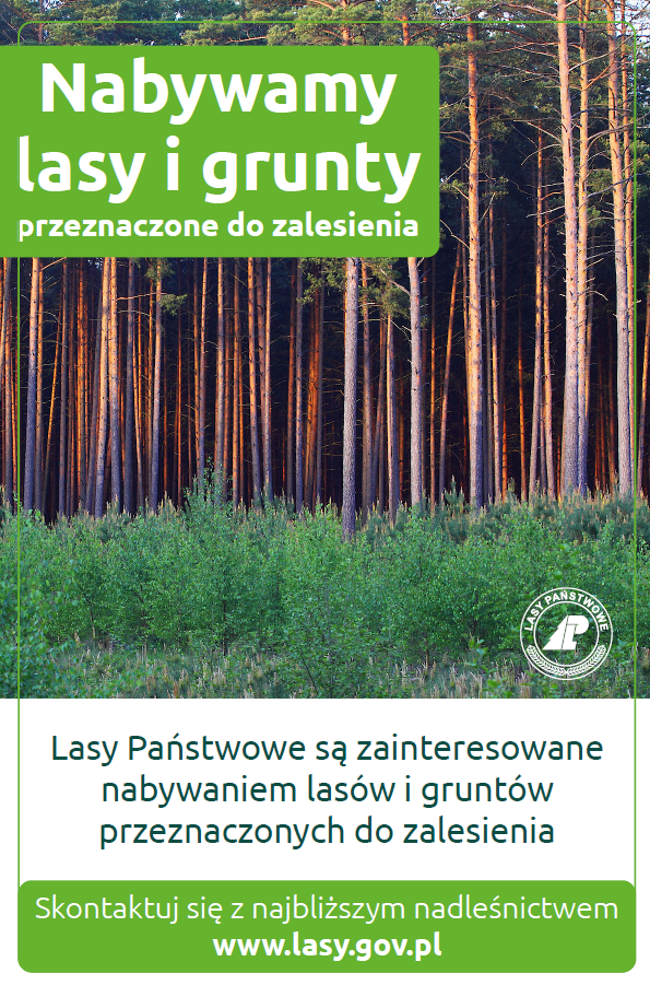 lasy