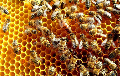Zdjęcie do  Zakup węzy pszczelej &ndash; poprawa warunk&oacute;w sanitarnych rodzin pszczelich